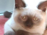 Un chaton British Shorthair LOOF mâle chocolat point à vendre