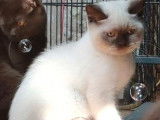 Un chaton British Shorthair LOOF mâle chocolat point à vendre