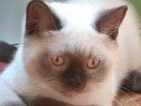 Un chaton British Shorthair LOOF mâle chocolat point à vendre