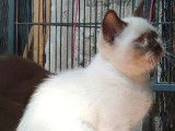 Un chaton British Shorthair LOOF mâle chocolat point à vendre