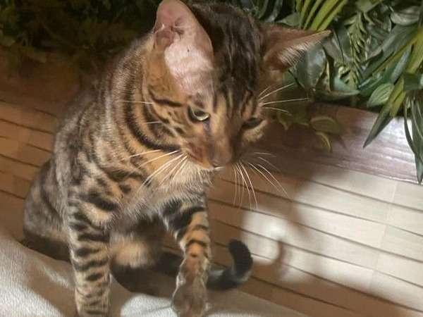 Un chat Bengal LOOF d'un an et demi au pelage marron à acheter