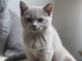 Disponibles de suite : 2 chatons Scottish Straights lilas non LOOF