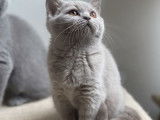 Disponibles de suite : 2 chatons Scottish Straights lilas non LOOF