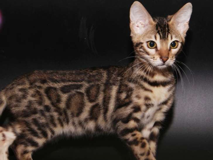 Une chatonne Bengal marron à rosettes à vendre (LOOF)