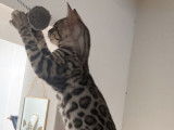 Disponibles à l’achat : 2 chatons Bengals LOOF, mâle et femelle