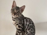 Disponibles à l’achat : 2 chatons Bengals LOOF, mâle et femelle