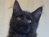 2 chatonnes Maine Coons à acheter (LOOF) noire ou marron tacheté
