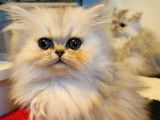 2 chatonnes Persans non LOOF au pelage blanc argenté disponibles à la vente