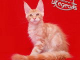 4 chatons Maine Coons disponibles à la vente (LOOF)