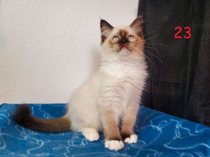 À vendre, 1 chaton type Ragdoll porteur seal, mâle non LOOF