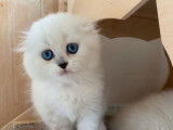 1 chaton Highland Fold à vendre, mâle , LOOF porteur seal marbré et blanc
