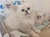 1 chaton Highland Fold à vendre, mâle , LOOF porteur seal marbré et blanc