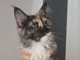 1 chaton Maine Coon femelle black tortie smoke LOOF &agrave; vendre