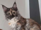 1 chaton Maine Coon femelle black tortie smoke LOOF &agrave; vendre