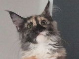 1 chaton Maine Coon femelle black tortie smoke LOOF &agrave; vendre