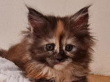 1 chaton Maine Coon femelle black tortie smoke LOOF &agrave; vendre