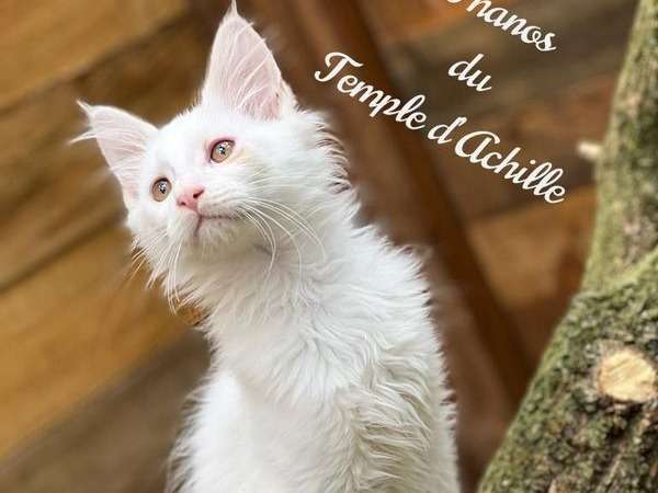 3 chatons Maine Coons, 1 mâle et 2 femelles LOOF à vendre