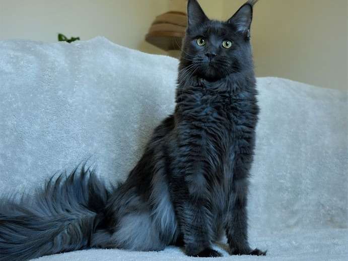 5 chatons Maine Coons, 2 mâles et 3 femelles LOOF à vendre
