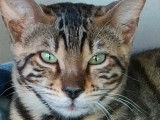 Une chatonne Bengal, brun marbré à rosettes non LOOF à vendre