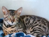 Une chatonne Bengal, brun marbré à rosettes non LOOF à vendre
