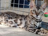 Une chatonne Bengal, brun marbré à rosettes non LOOF à vendre