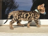 Chatons Bengal de lignée prestigieuse à vendre