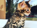 Chatons Bengal de lignée prestigieuse à vendre