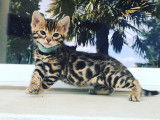 bengal