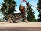 Chatons Bengal de lignée prestigieuse à vendre