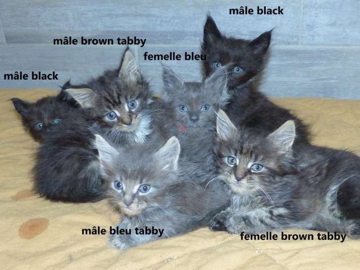 À réserver, 10 chatons Maine Coons, 6 mâles et 4 femelles LOOF