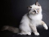 Vente de chatons Ragdolls LOOF, mâles et femelles