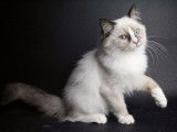 Vente de chatons Ragdolls LOOF, mâles et femelles