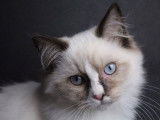 Vente de chatons Ragdolls LOOF, mâles et femelles
