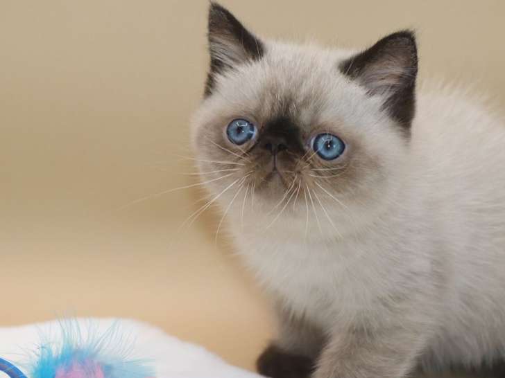 2 chatons Foldex Straights disponibles à la vente (non LOOF)