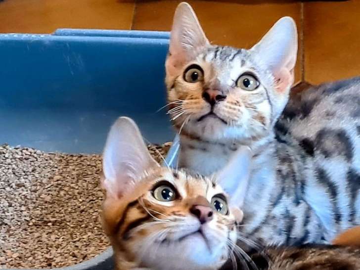 Mise en vente de 2 chatons mâles Bengals LOOF marron ou silver