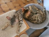 Mise en vente de 2 chatons mâles Bengals LOOF marron ou silver