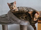 Mise en vente de 2 chatons mâles Bengals LOOF marron ou silver