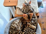 Mise en vente de 2 chatons mâles Bengals LOOF marron ou silver