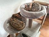 Mise en vente de 2 chatons mâles Bengals LOOF marron ou silver