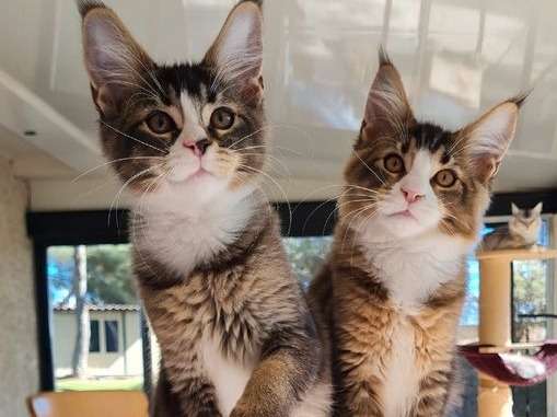 À la vente 2 chatons mâles Maine Coons (LOOF)