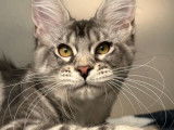 Mise en vente de 2 chatonnes Maine Coons LOOF