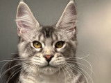 Mise en vente de 2 chatonnes Maine Coons LOOF