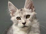 Mise en vente de 2 chatonnes Maine Coons LOOF