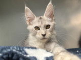 Mise en vente de 2 chatonnes Maine Coons LOOF