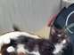 Magnifiques chatons Maine Coon black and white à vendre