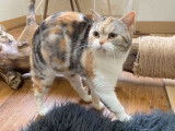 Vente d'une chatte Scottish Straight blotched tabby et blanc, LOOF