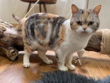 Vente d'une chatte Scottish Straight blotched tabby et blanc, LOOF