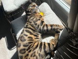 Rajah