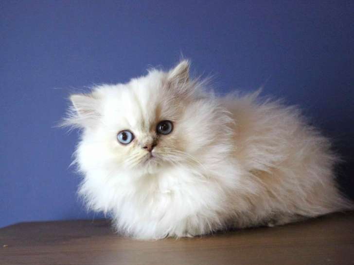 Magnifiques chatons British Longhair LOOF
