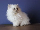 Magnifiques chatons British Longhair LOOF